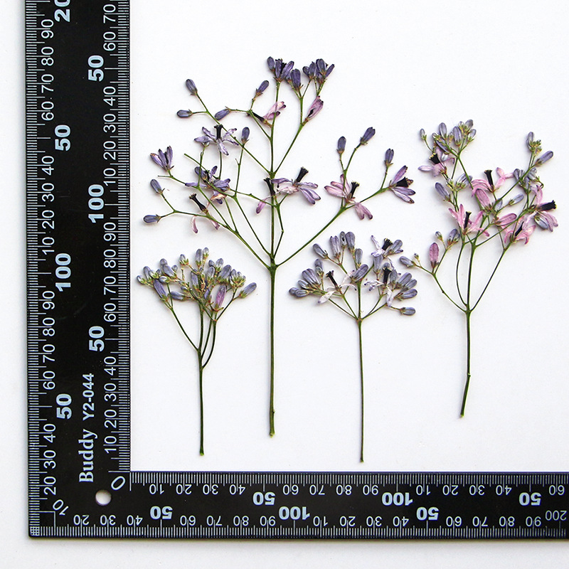 120pcs Pressed Dried Melia aze - Dried Flower Bookmark 리뷰 및 가격