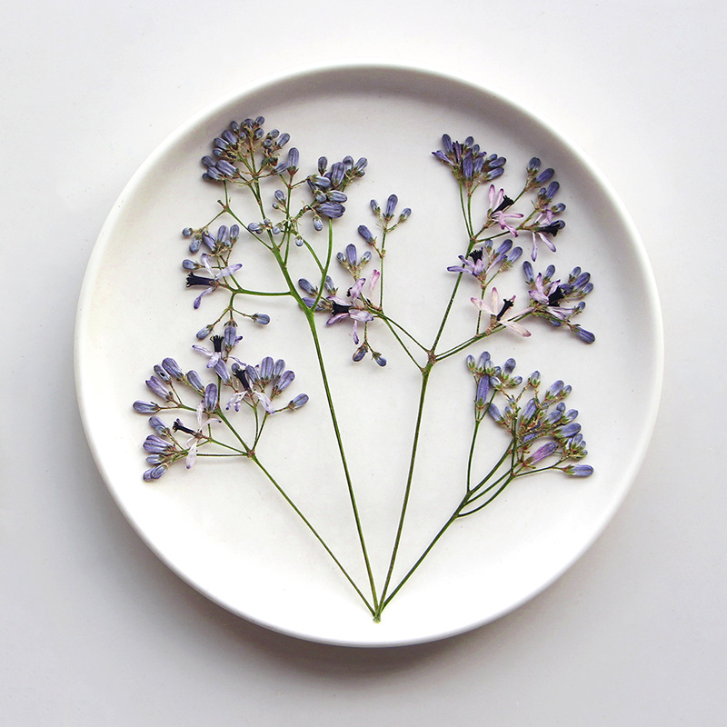 120pcs Pressed Dried Melia aze - Dried Flower Bookmark 리뷰 및 가격