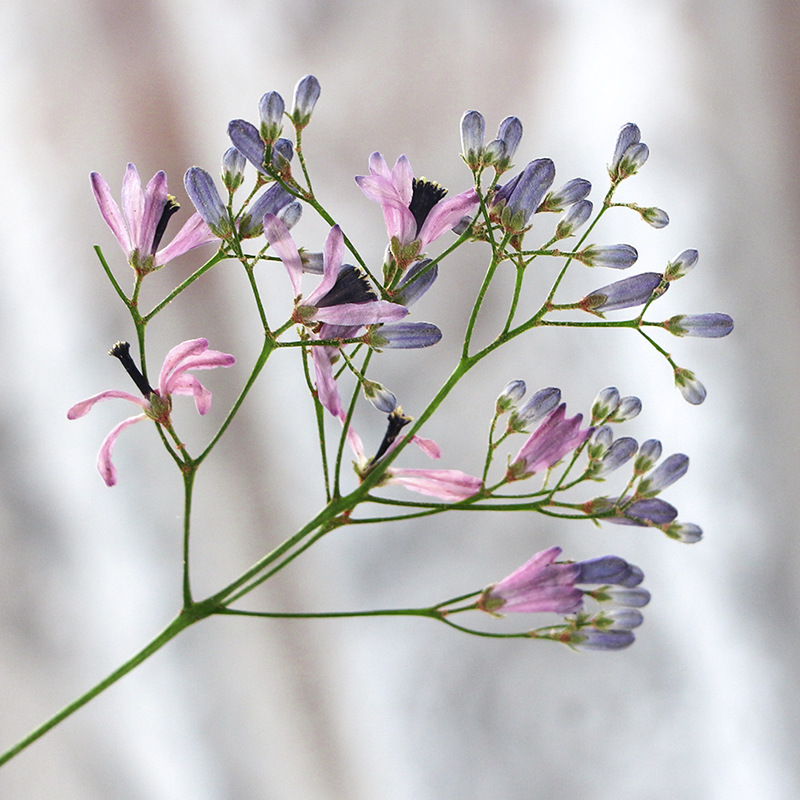 120pcs Pressed Dried Melia aze - Dried Flower Bookmark 리뷰 및 가격