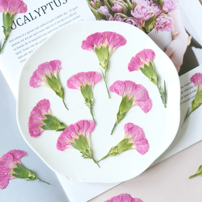 6pcs/4-7cm,Carnation dried flo - Dried Flower Bookmark 리뷰 및 가격