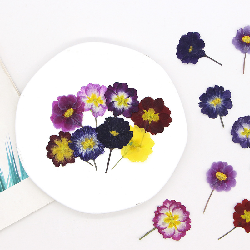 48Pcs European Primrose Teachi - Dried Flower Bookmark 리뷰 및 가격
