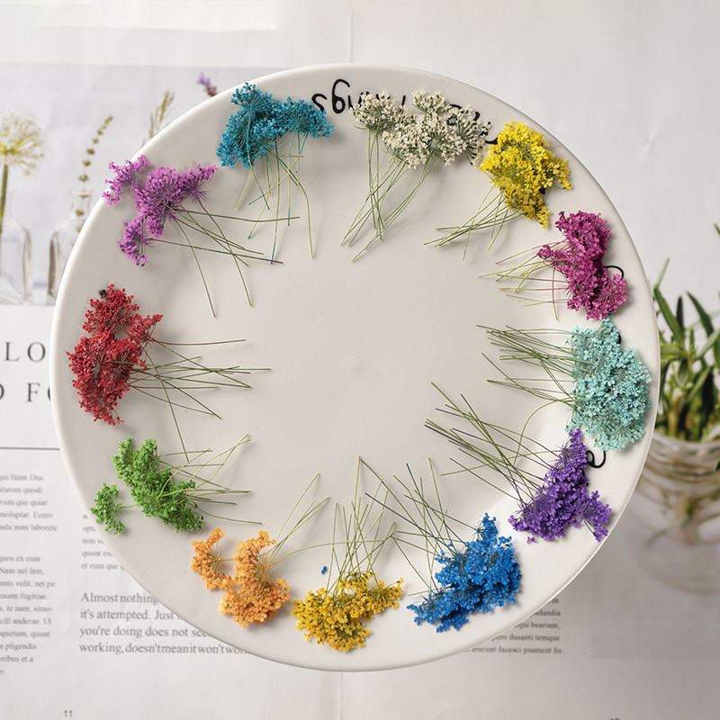 48Pcs Vibrant Colored Small Sn - Dried Flower Bookmark 리뷰 및 가격