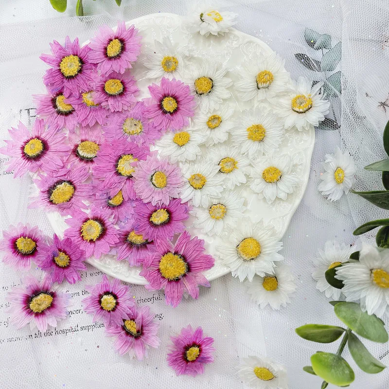 24pcs/2-4CM,Natural Pressed Fl - Dried Flower Bookmark 리뷰 및 가격