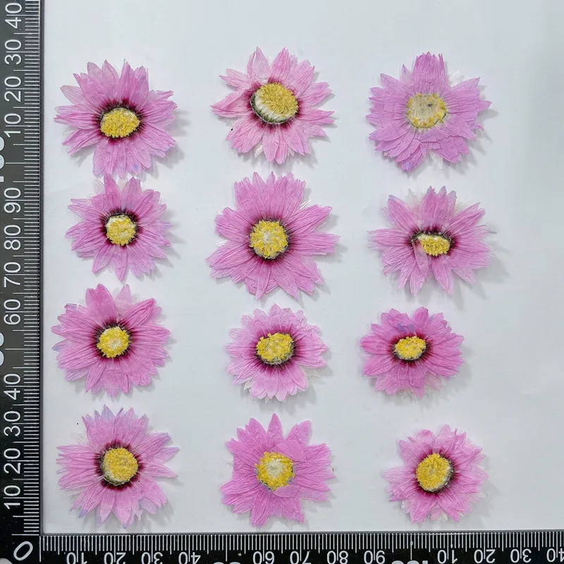 24pcs/2-4CM,Natural Pressed Fl - Dried Flower Bookmark 리뷰 및 가격