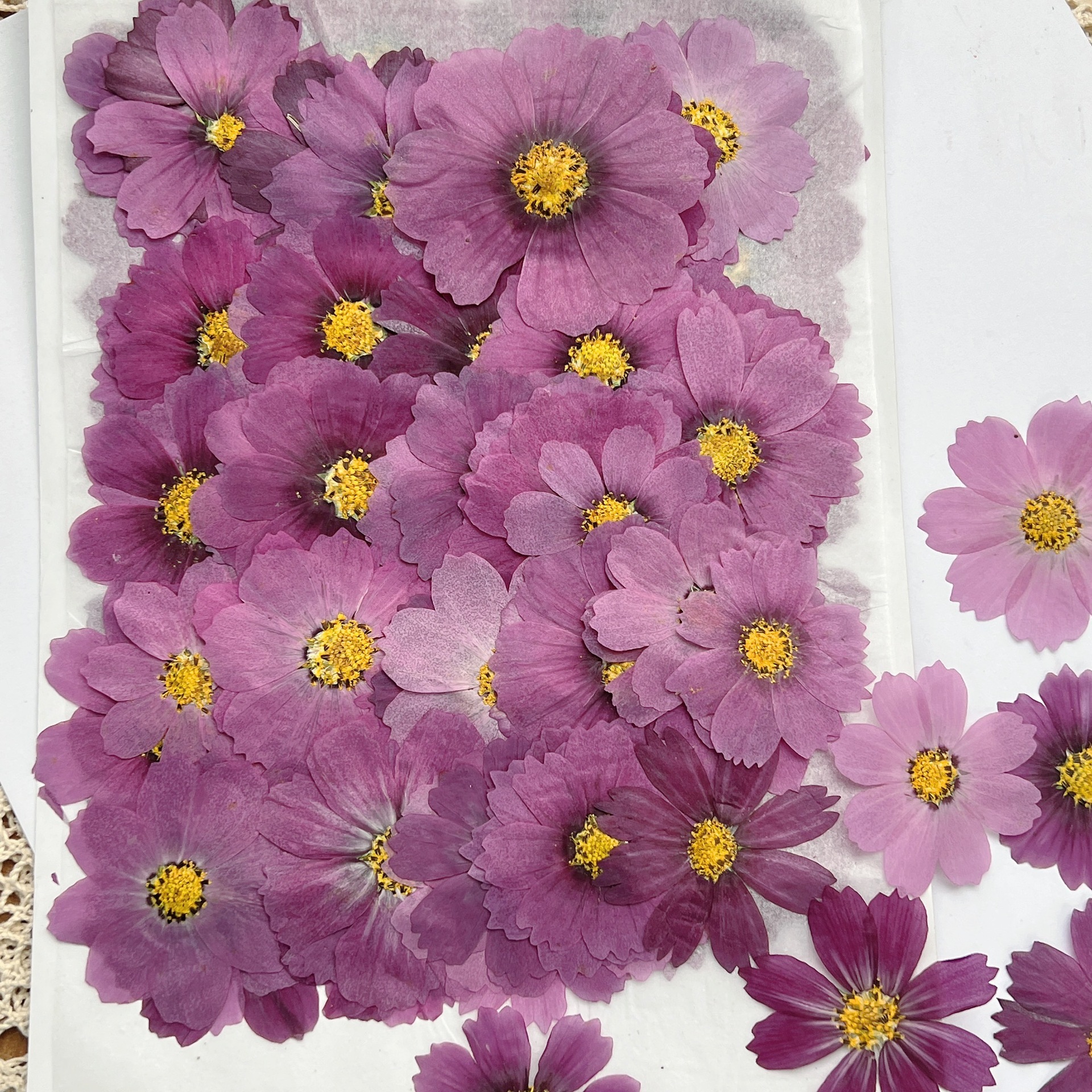 100Pcs Cosmos Dried Flower Pre - Dried Flower Bookmark 리뷰 및 가격