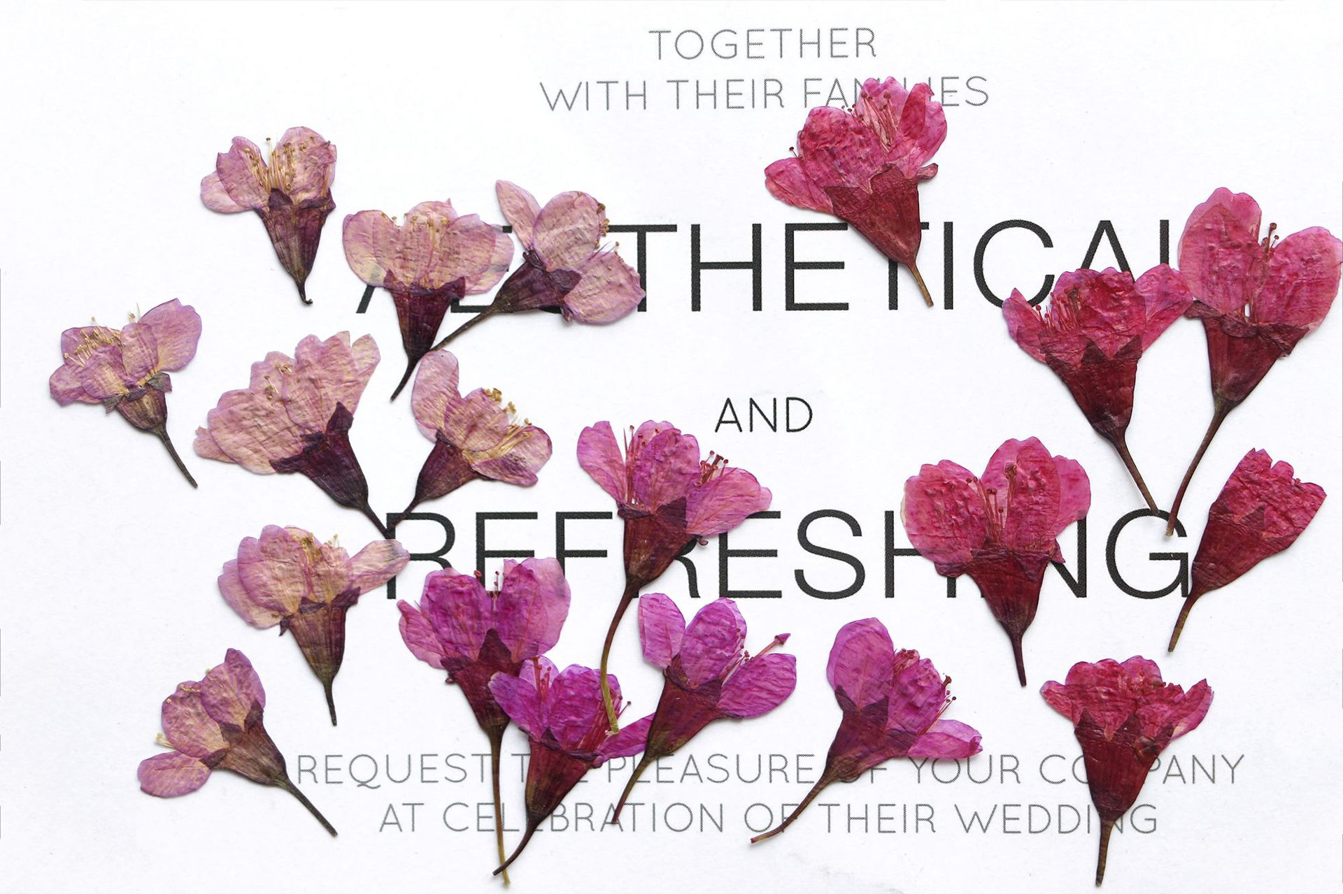 36Pcs Natural Dried Flower Pre - Dried Flower Bookmark 리뷰 및 가격