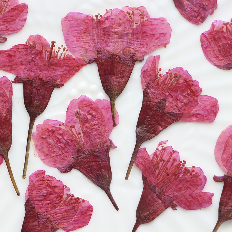 36Pcs Natural Dried Flower Pre - Dried Flower Bookmark 리뷰 및 가격