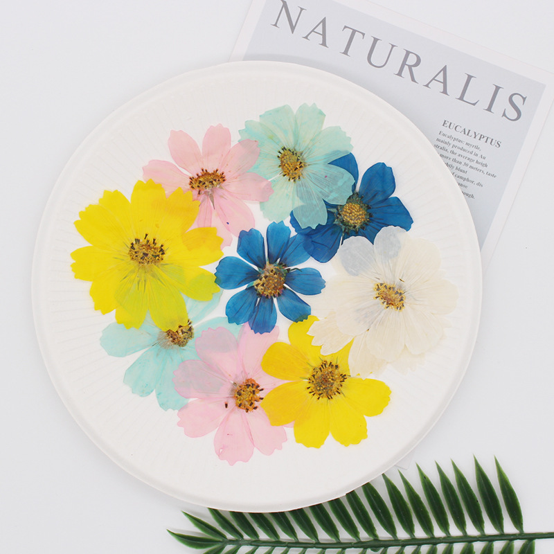 36Pcs Large Cosmos Flower Drie - Dried Flower Bookmark 리뷰 및 가격