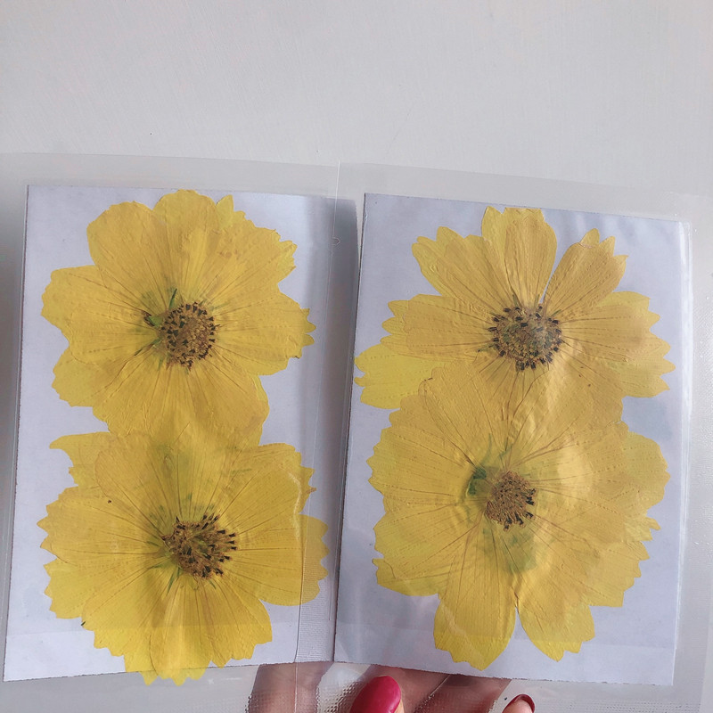 36Pcs Large Cosmos Flower Drie - Dried Flower Bookmark 리뷰 및 가격