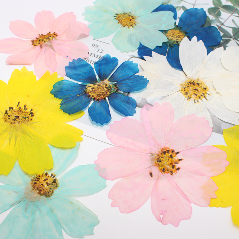 36Pcs Large Cosmos Flower Drie - Dried Flower Bookmark 리뷰 및 가격